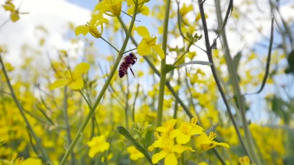 春の菜の花畑の黄色の花に蜂が飛び立つ姿を間近で見ることができ — ストック動画