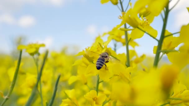 Close View Bee Flying Yellow Flowers Beautiful Rapeseed Field Springtime — Stock Video