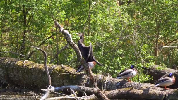 Ptaki Upadłym Pniu Drzewa Zielonym Lesie Słoneczny Dzień — Wideo stockowe