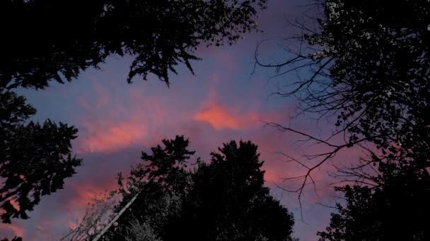 Nízký Úhel Pohledu Vysoké Stromy Lese Krásné Zapadající Nebe Mraky — Stock video