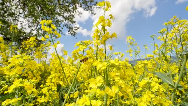 Vista Cerca Abeja Volando Sobre Flores Amarillas Hermoso Campo Colza — Vídeo de stock