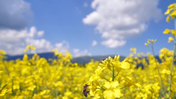 Vista Cerca Abeja Volando Sobre Flores Amarillas Hermoso Campo Colza — Vídeos de Stock