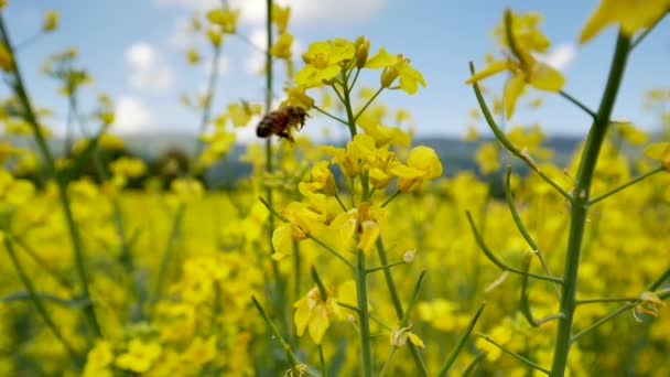 Lkbaharda Güzel Kolza Tohumu Tarlasında Sarı Çiçeklerin Üzerinde Uçan Arı — Stok video