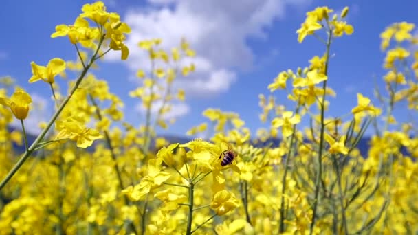 春の菜の花畑の黄色の花に蜂が飛び立つ姿を間近で見ることができ — ストック動画