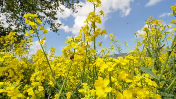 Close View Bee Flying Yellow Flowers Beautiful Rapeseed Field Springtime — Stock Video