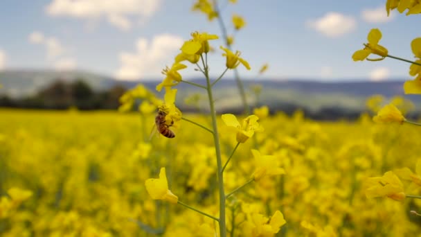 Close View Bee Flying Yellow Flowers Beautiful Rapeseed Field Springtime — Stock Video