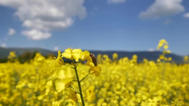 春天美丽的菜园里蜜蜂在黄色花朵上飞翔的特写画面 — 图库视频影像