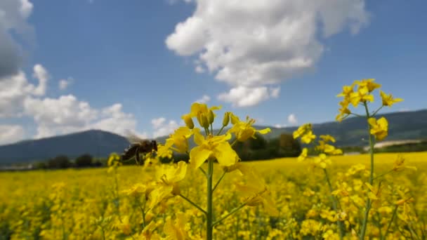 Vista Cerca Abeja Volando Sobre Flores Amarillas Hermoso Campo Colza — Vídeo de stock