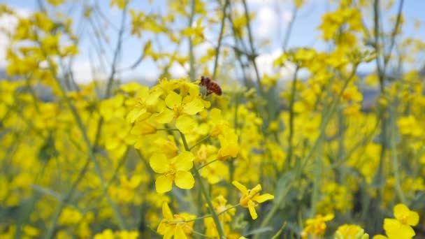 Vista Cerca Abeja Volando Sobre Flores Amarillas Hermoso Campo Colza — Vídeo de stock