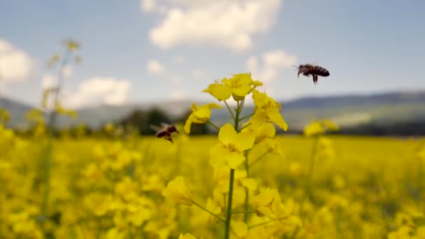 Close Zicht Bij Vliegen Gele Bloemen Prachtig Koolzaad Veld Lente — Stockvideo