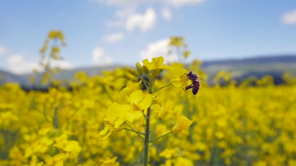 Vista Cerca Abeja Volando Sobre Flores Amarillas Hermoso Campo Colza — Vídeos de Stock