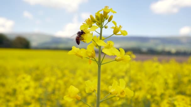 春の菜の花畑の黄色の花に蜂が飛び立つ姿を間近で見ることができ — ストック動画