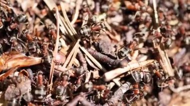 Karınca kolonisinde hareket eden kahverengi karıncaların yakın görüntüsü, seçici odaklanma