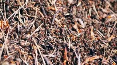 Karınca kolonisinde hareket eden kahverengi karıncaların yakın görüntüsü, seçici odaklanma