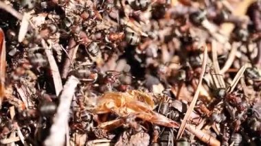 Karınca kolonisinde hareket eden kahverengi karıncaların yakın görüntüsü, seçici odaklanma