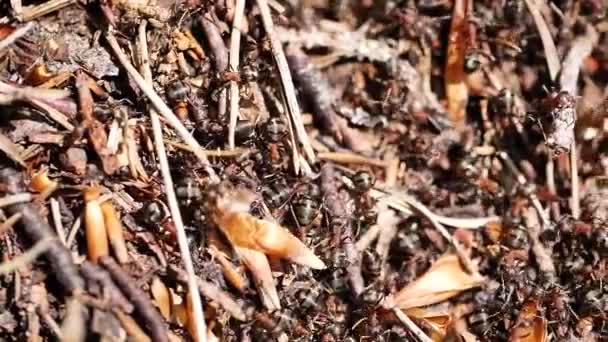 Visão Perto Das Formigas Marrons Movimento Colônia Formigas Foco Seletivo — Vídeo de Stock