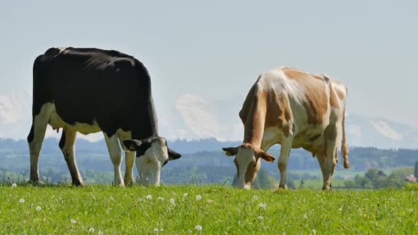 Manada Vacas Pasto Verão Paisagem Rural — Vídeo de Stock