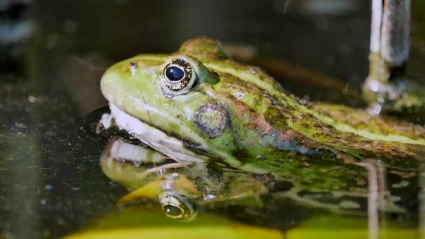 Close View Green Frog Calm Pond — Stock Video