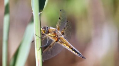 Yeşil bitkinin üzerinde oturan yusufçuğun yakın plan görüntüsü