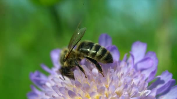 Vista Cerca Abeja Hermosa Flor Púrpura — Vídeos de Stock