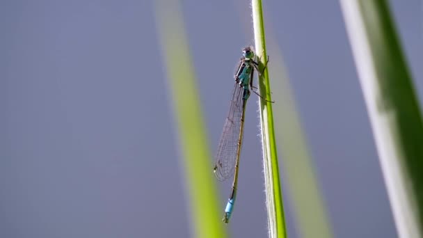 Vue Rapprochée Libellule Assise Sur Une Plante Verte — Video