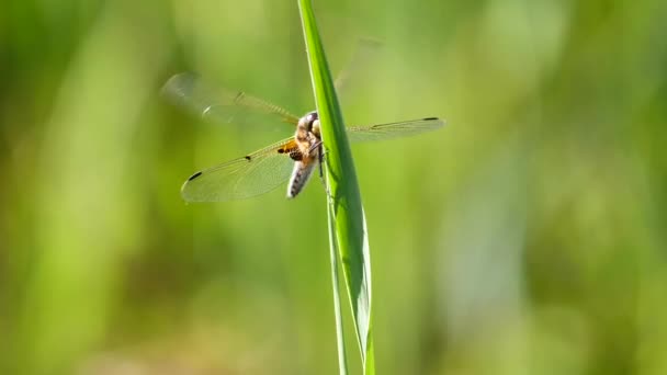 vue rapprochée de la libellule assise sur une plante verte 