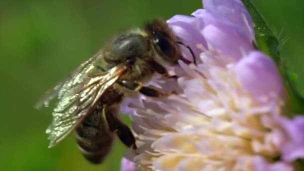 Close Zicht Van Bij Mooie Paarse Bloem — Stockvideo