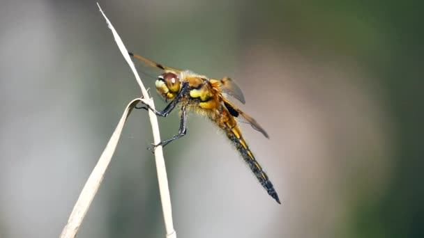 Vue Rapprochée Libellule Assise Sur Une Plante Verte — Video