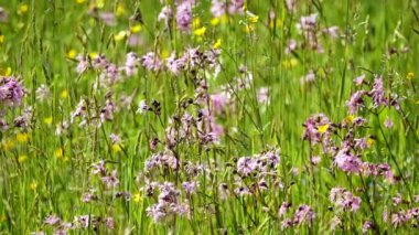 Güneşli bir günde yeşil çayır üzerindeki güzel mor ve sarı çiçeklerin yakın görüntüsü.