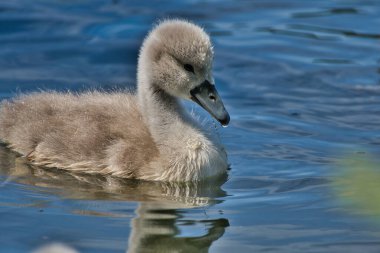 Sakin suda yüzen güzel genç kuğunun yakın görüntüsü