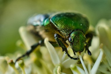 Vahşi yaşamdaki bitki üzerindeki güzel yeşil böceğin yakın plan görüntüsü, seçici odaklanma