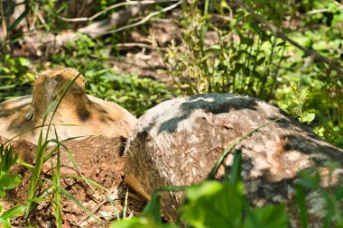 Ormandaki ahşap ve yeşil bitki örtüsünün yakın görüntüsü
