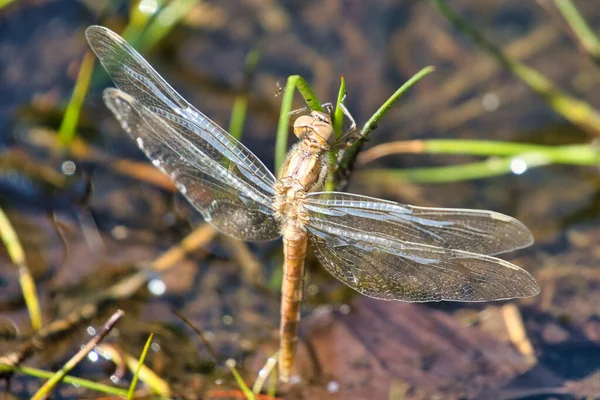 Close Zicht Libelle Plant — Stockfoto