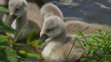 Sakin sularda yüzen güzel genç kuğuların yakın görüntüsü.