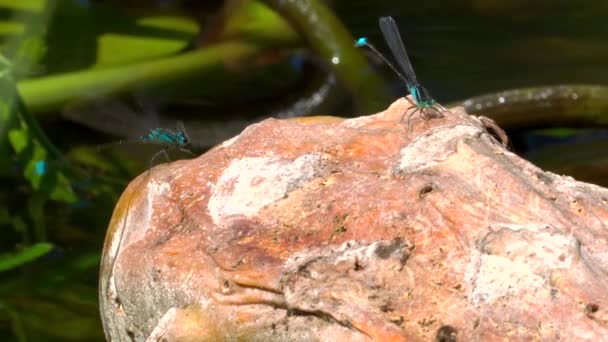 Vue Rapprochée Des Libellules Sur Plante — Video