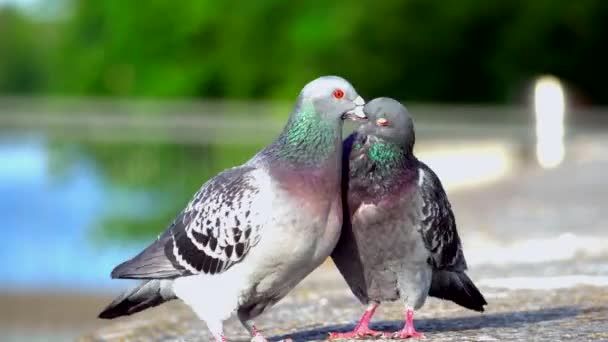 Vista Ravvicinata Due Bellissime Colombe Grigie All Aperto Nella Giornata — Video Stock