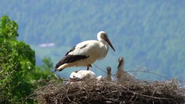 İlkbaharda yuvadaki sevimli leyleklerin yakın görüntüsü