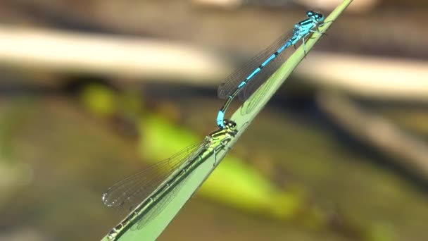 Vue Rapprochée Des Libellules Sur Plante — Video