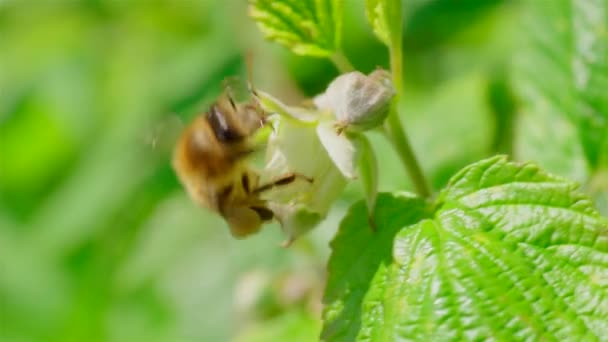 Nahaufnahme Der Biene Auf Schöne Blume — Stockvideo