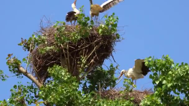 Close Zicht Schattige Ooievaars Nest Lente — Stockvideo