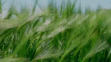 Güneşli bir günde tarladaki güzel yeşil buğday bitkilerinin yakın görüntüsü.