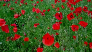 Yeşil çayırlarda açan güzel kırmızı gelincik çiçeklerinin yakın plan görüntüsü