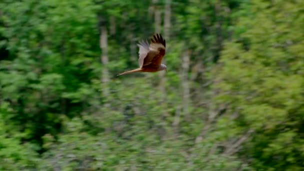 Vista Lateral Del Majestuoso Pájaro Milano Volando Sobre Bosque Verde — Vídeo de stock