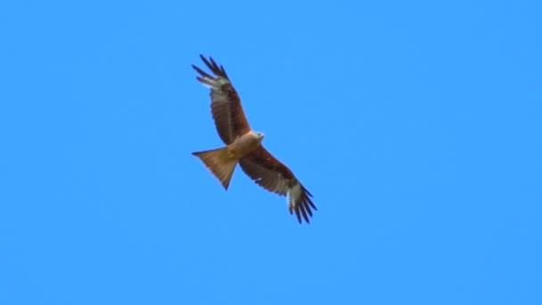 空を飛ぶ鷹のワシ — ストック動画
