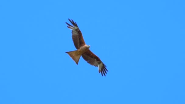 aigle faucons en vol contre ciel bleu