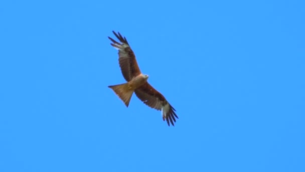 Halcón Águila Vuelo Contra Cielo Azul — Vídeo de stock