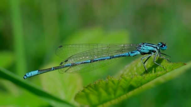 Libelle Thront Auf Grünem Pflänzchen Der Natur — Stockvideo