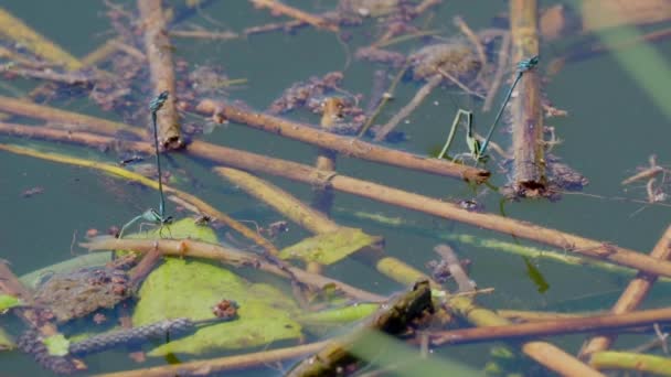 Vue Rapprochée Des Libellules Sur Plante — Video