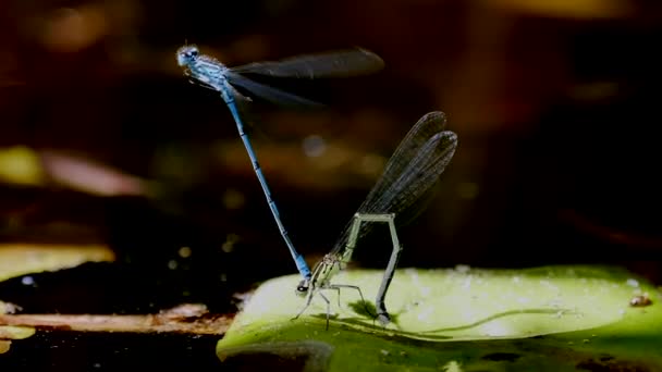 Close View Dragonflies Plant — Stock Video