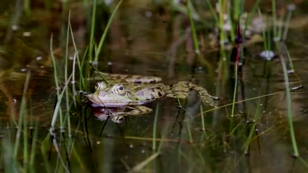 Vue Rapprochée Grenouille Verte Dans Étang Calme — Video